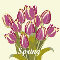 tulips-spring